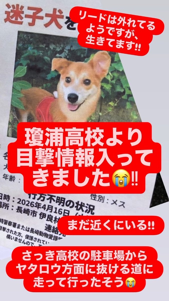 🐾一般社団法人 長崎ライフオブアニマル🐾 tweet media