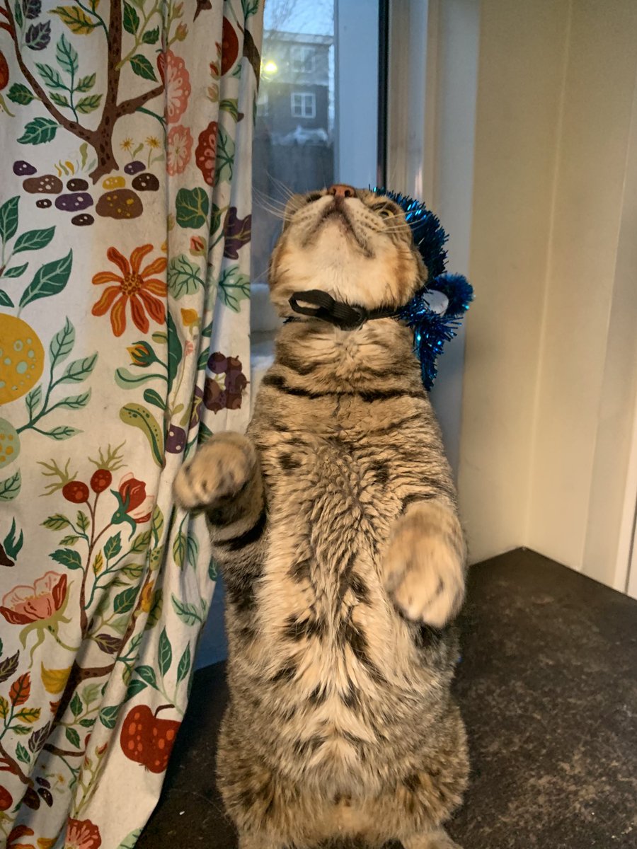 walter is 13 today! EVERYONE SAY HAPPY BIRTHDAY WALTER!!