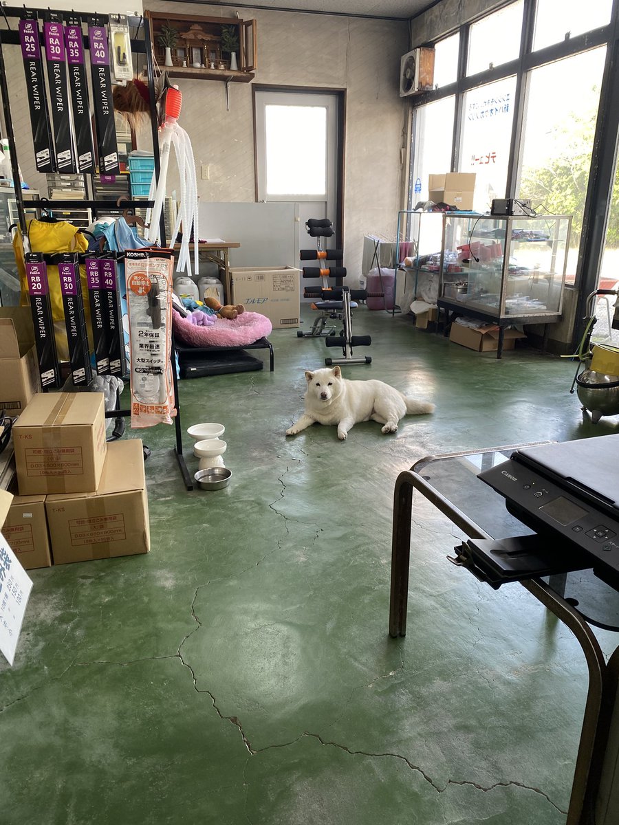 白柴まつ tweet media