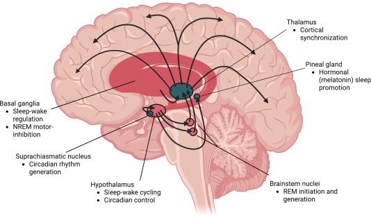 ParkinsonismD's tweet photo. #PRD #CPRD #April2026 

Parkinsonism &amp; Related Disorders
Clinical Parkinsonism &amp; Related Disorders

April 2026

@PRDAssociation https://t.co/3ql0ljGg17