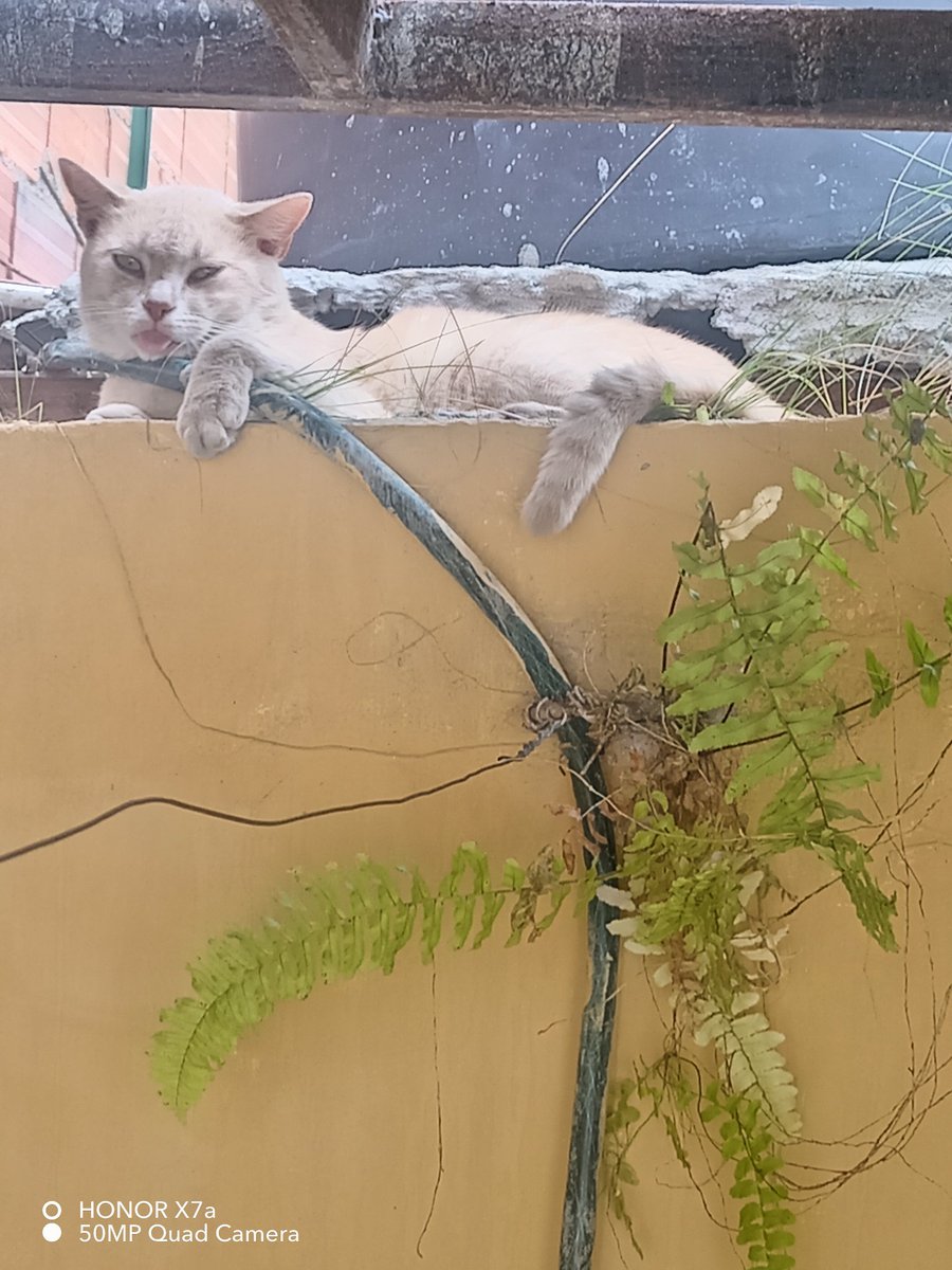 HansValera tweet media