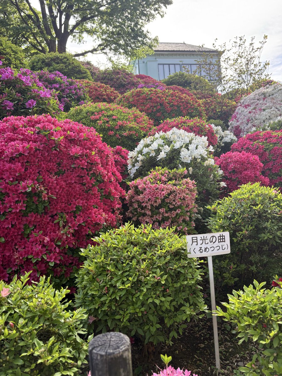 monasora2914's tweet image. おはようございます☘️
いつもありがとうございます🙇🏻‍♂️

週末に東京都文京区にある #根津神社 に行ってきました⛩️

日本人より外国人の方が多くてビックリ😅

今日という日を大切に🌼
Have a nice day🍀

#CAMPFIRE クラファン実施中！
材料高騰で最後のチャンス👍
残り10日
camp-fire.jp/projects/93690…