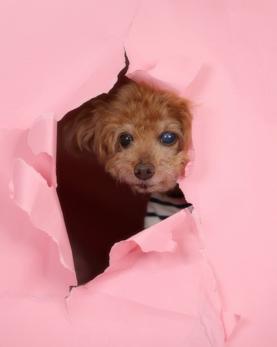 ひょっこり犬です🐶

#犬スタチョコ 
#犬の写真館チョコ 
#きっと日本一小さなスタジオ 
#旭川で唯一の犬動画写真館 
#犬の動画写真館チョコ