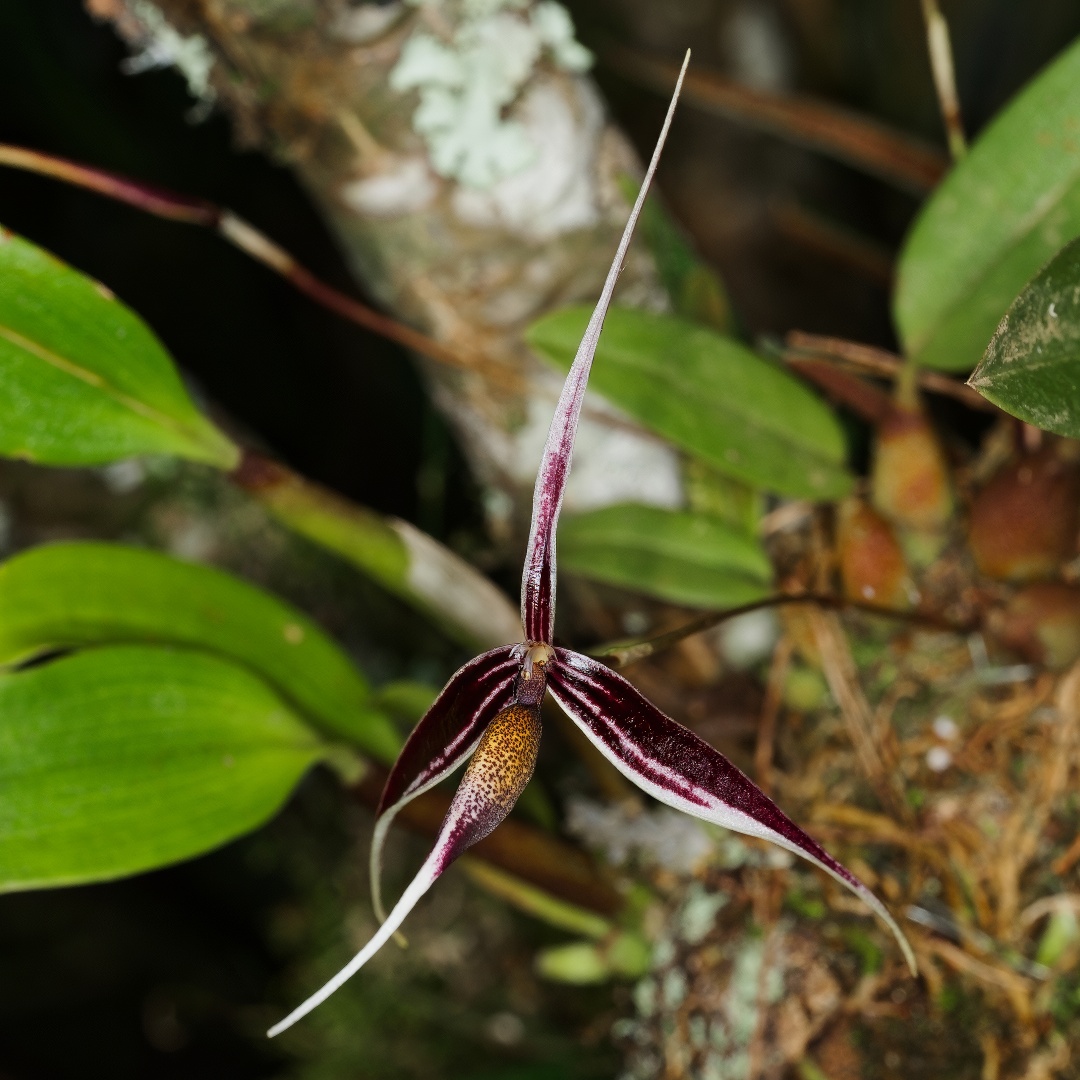 orchidsofkurt's tweet image. 2/ Bulbophyllum nitidum Schltr.
°
°
#nature is my #garden with all the #amazing #tropical #orchids, #plants and #flowers of Papua New Guinea! 🌺🌿🇵🇬