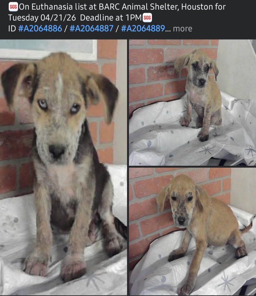 Chris Michaels tweet media