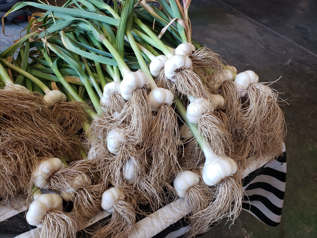 RodentLobby's tweet photo. @vaidyaparampara As a WSDA and USDA certified organic garlic farmer, you should know organic garlic can be white and large, depends on variety and soil web. This is organic nutritionally dense Thermidrome garlic we grew. https://t.co/STJDpiCRl0