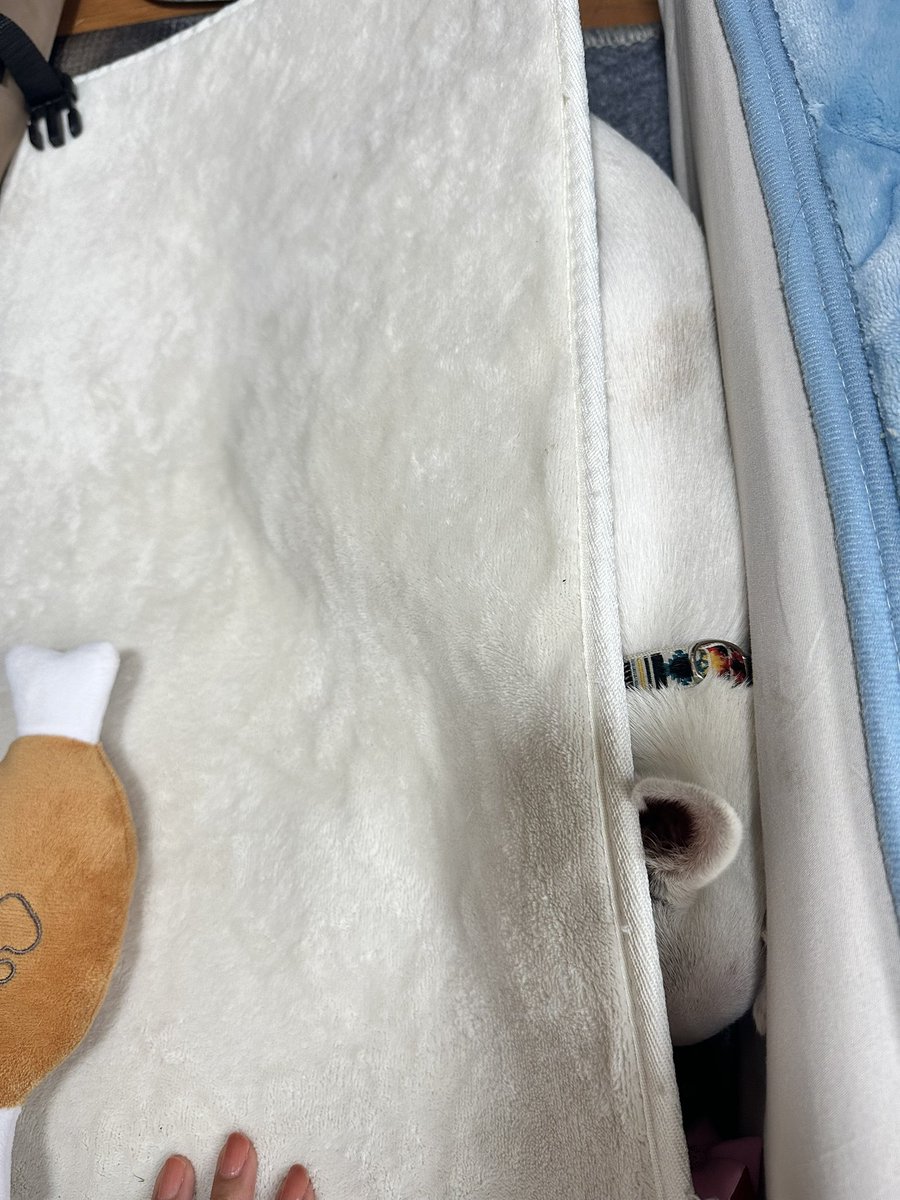 どんねー tweet media