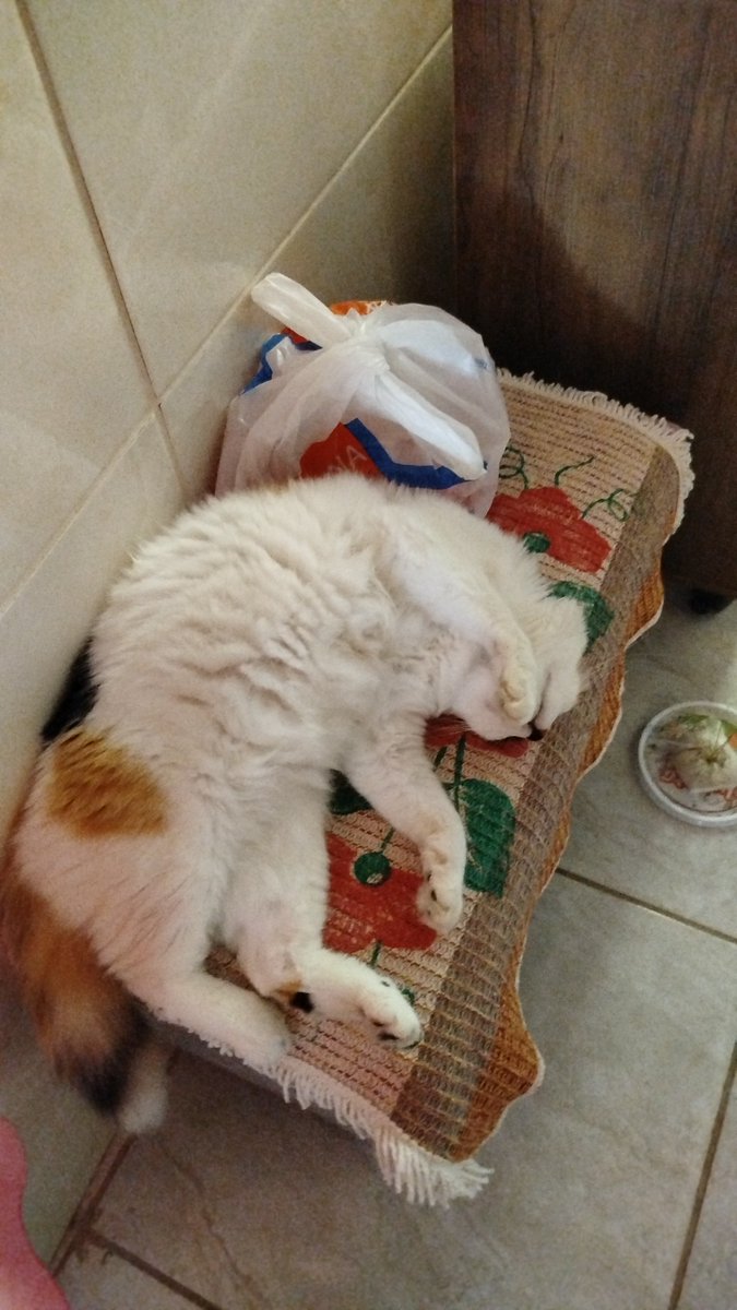 kiana 𓏲ּ𝄢 tweet media