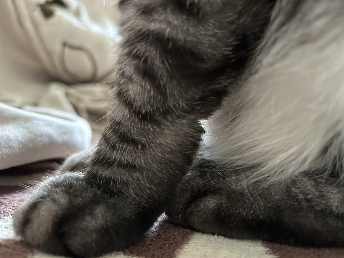 mana🐼@🐒🐦🏍 tweet media