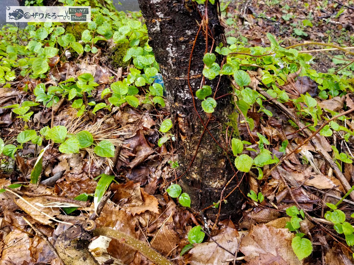 ザワたろー🐸✂️新潟県を切り刻むモリアオガエル tweet media