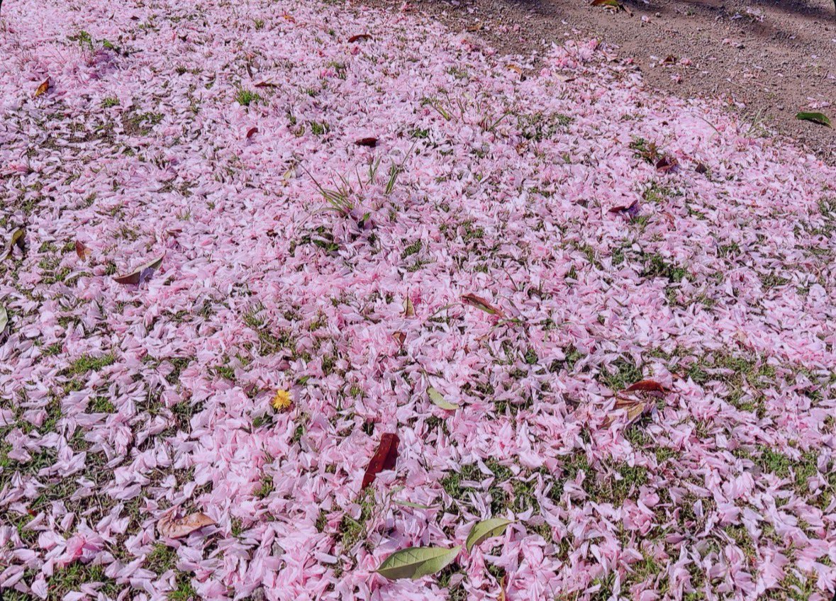 －まふゆ－ tweet media