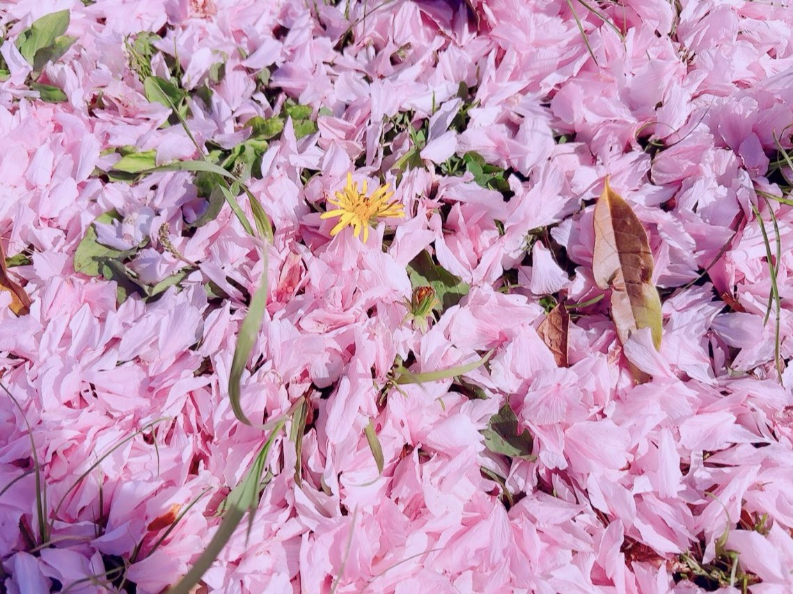 －まふゆ－ tweet media