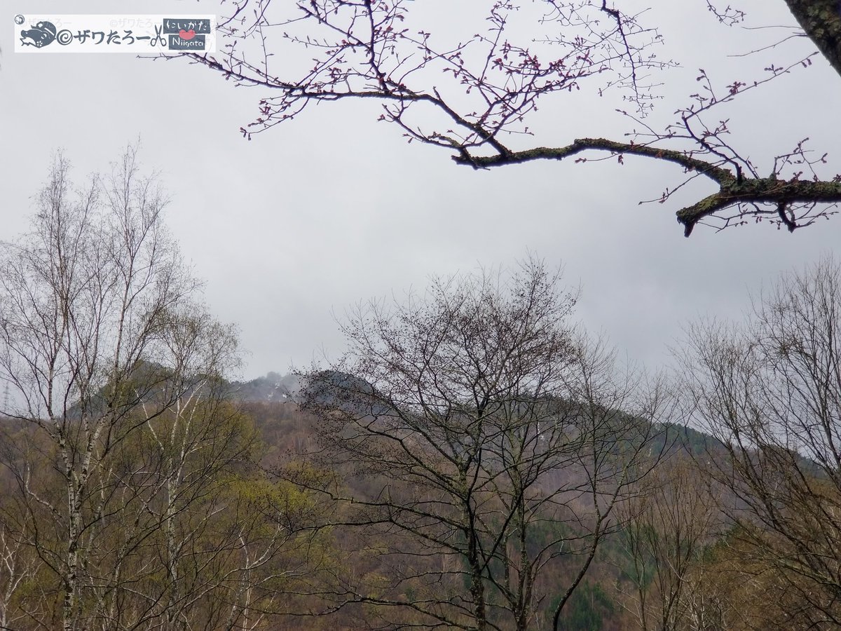 ザワたろー🐸✂️新潟県を切り刻むモリアオガエル tweet media