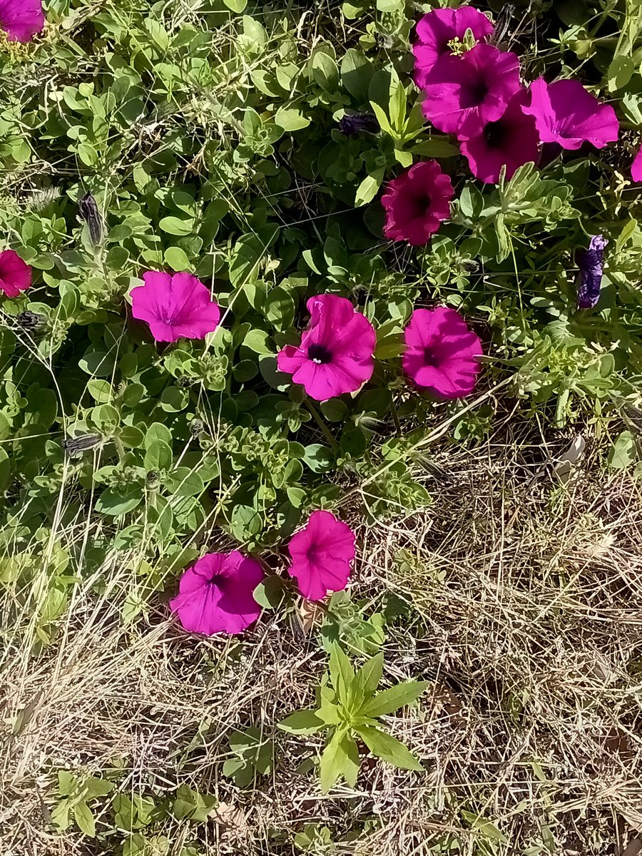 skyscraper185 tweet media