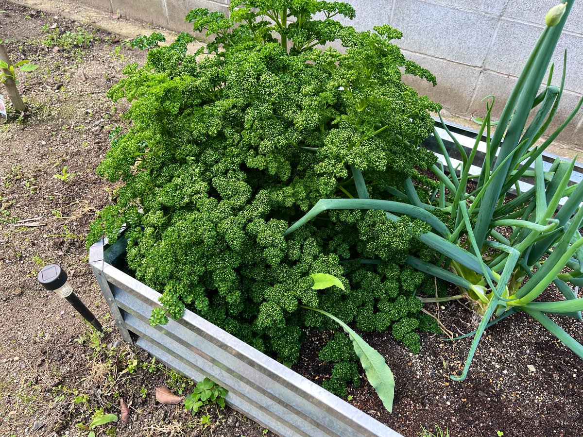 庭にいるルチン tweet media