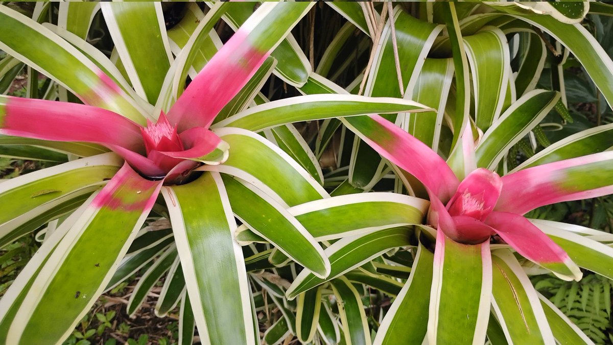 tydynrain3's tweet image. I Am #AliveAndThriving Today! || #IAmAliveChallenge || Daily Off-Grid Jungle Journal Entry: Day #1361 - 18k HP Smashed, a Trifecta of Coinciding Posts, and Sleep-Deprived Techie Rabbit Holes - Far East Big Island, Hawai'i - Sunday, April 19, 2026

ecency.com/hive-155221/@t… #Hive