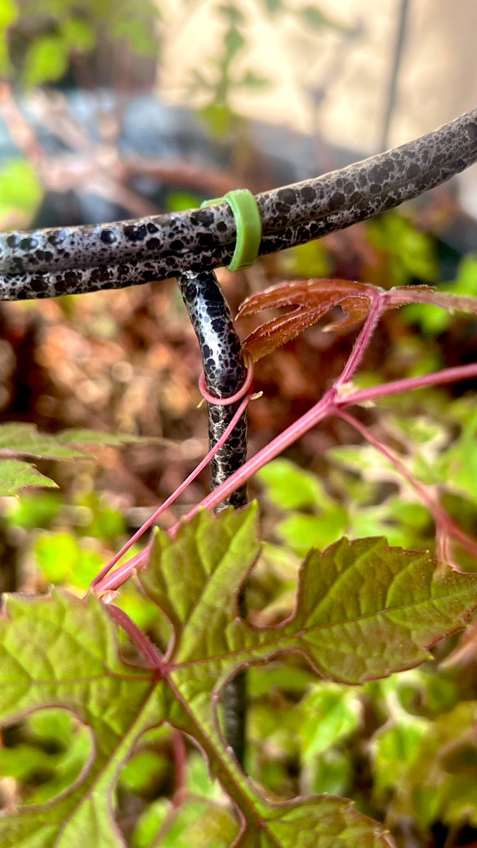 Hisuikago tweet media