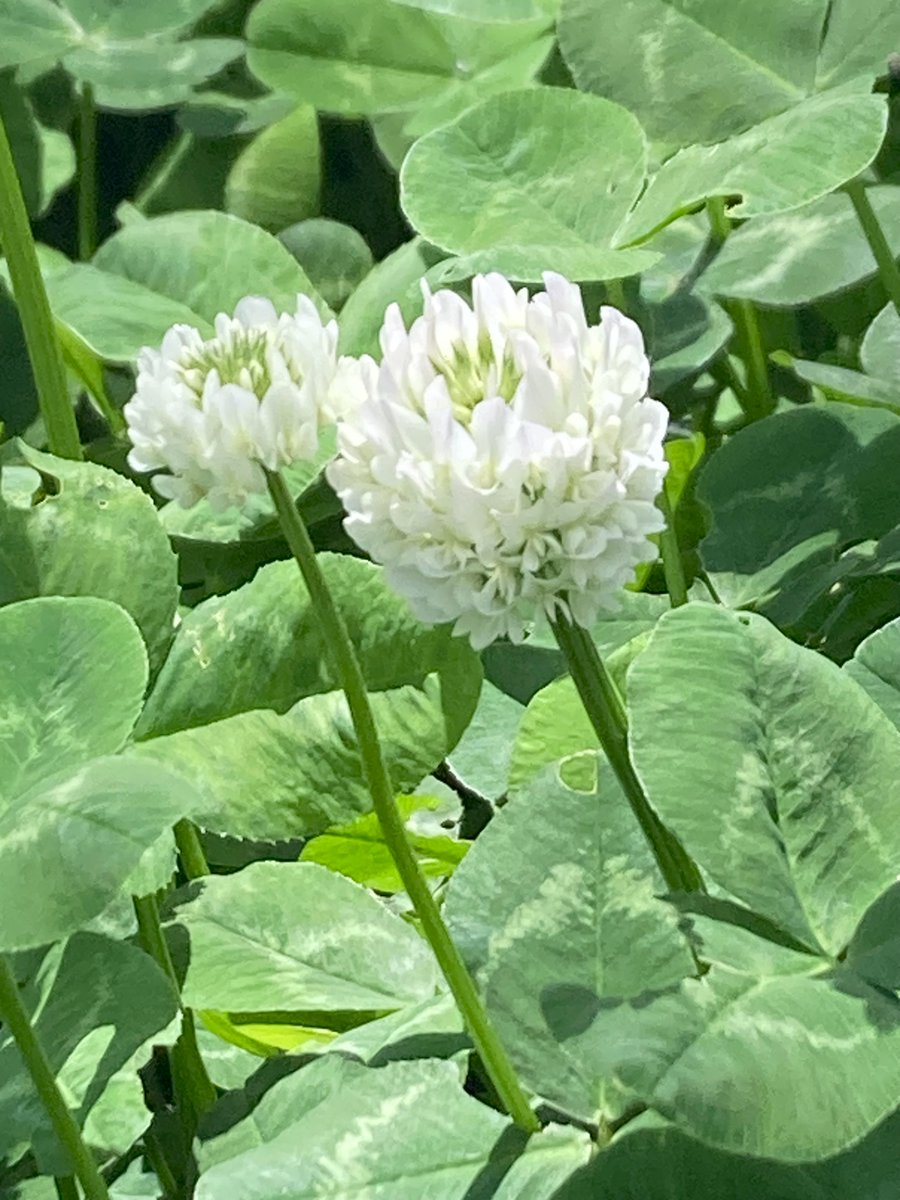 moremore tweet media