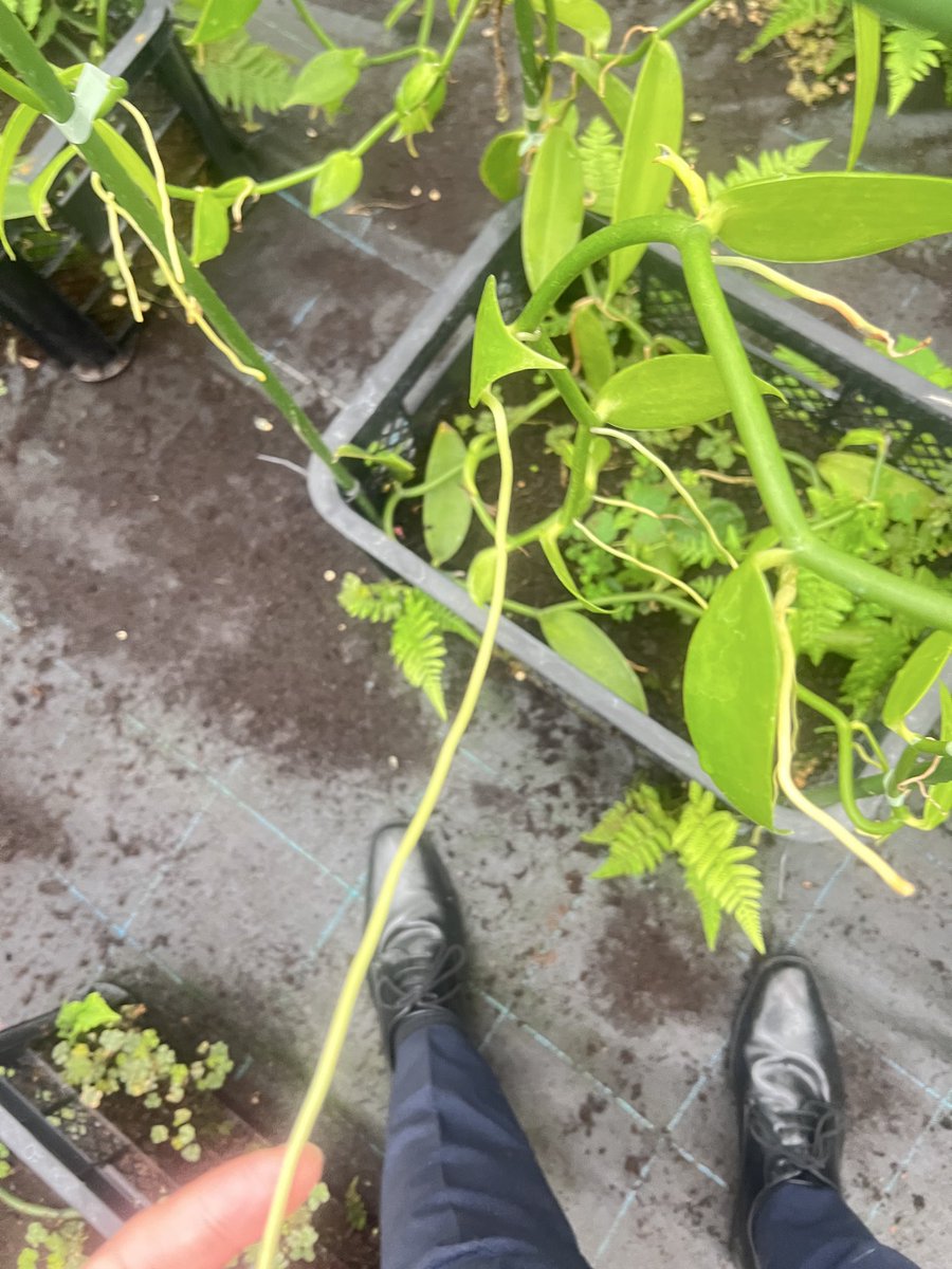 中島健吾/国産バニラ専門の農業ベンチャー代表 tweet media