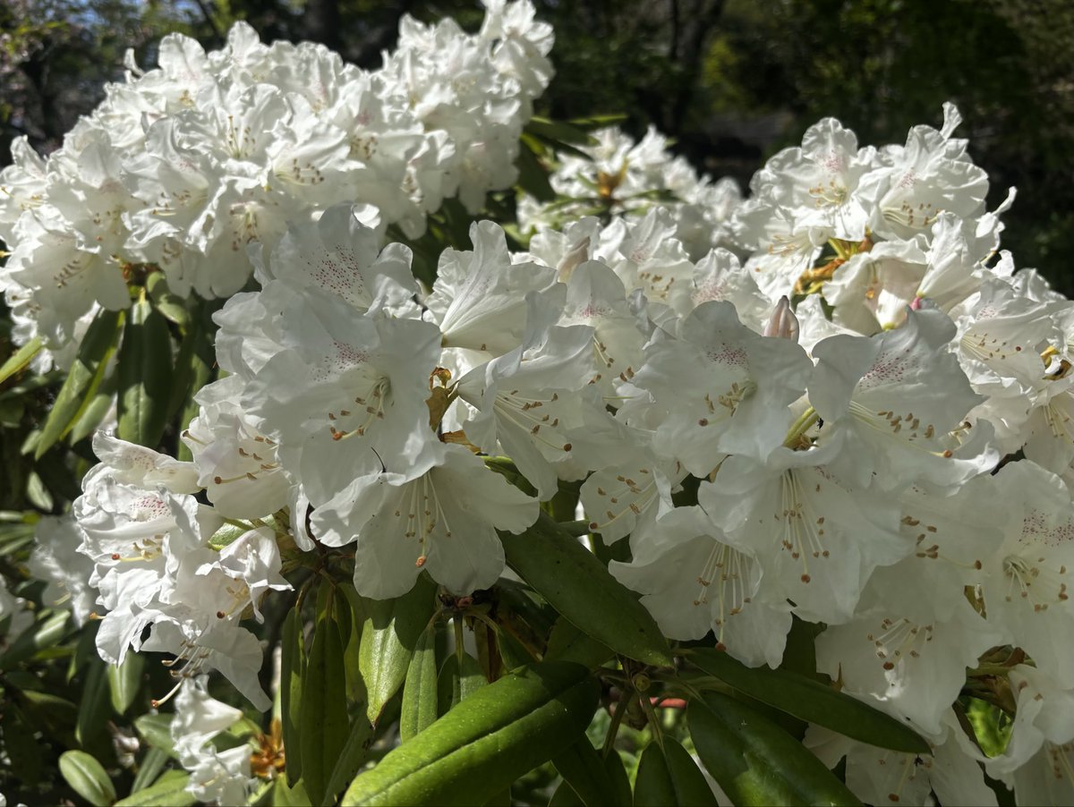 Love apple/バタフライエフェクトルーンカード発売中🦋 tweet media