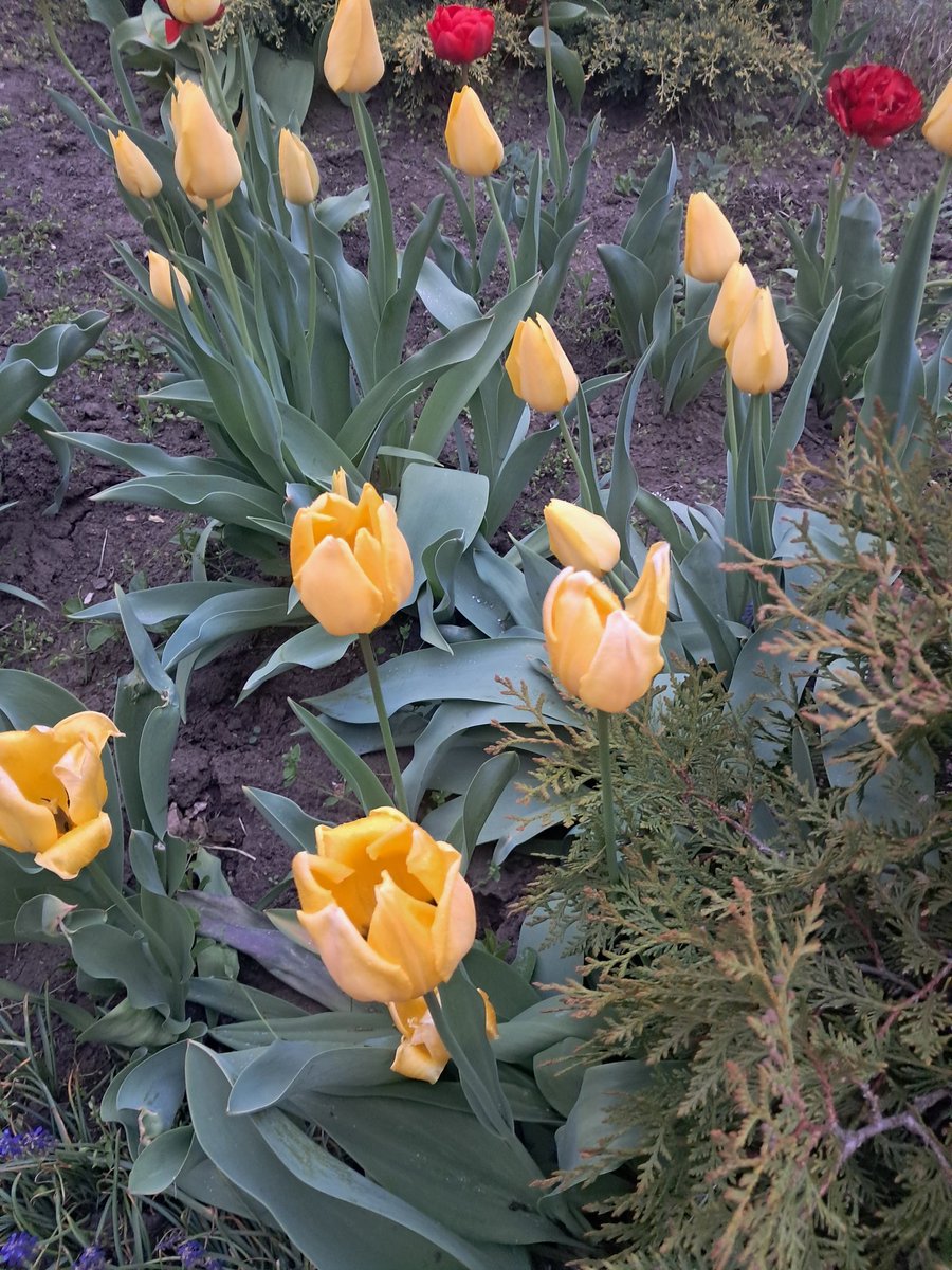 Weird Dream 🌺 tweet media