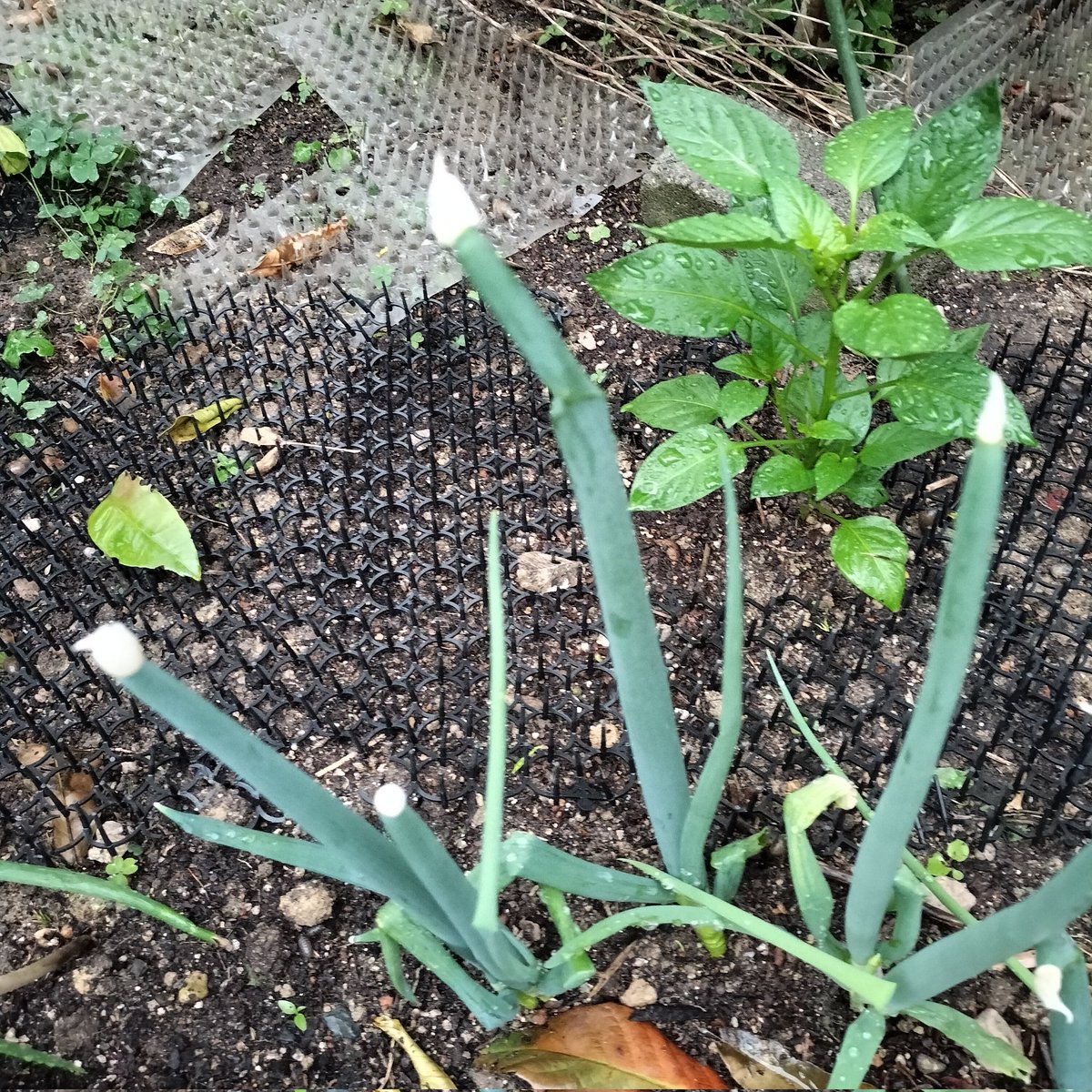 masamasa1's tweet photo. It's still cloudy in Takaishi. Sunny weather forecast. The Banksia rose is blooming beautifully, like a large rose flower. The loquats are growing rapidly. The onion flower stalks have formed. #HomeGarden #BanksiaRose #Loquat #Onion https://t.co/JAm1EZrDJ0