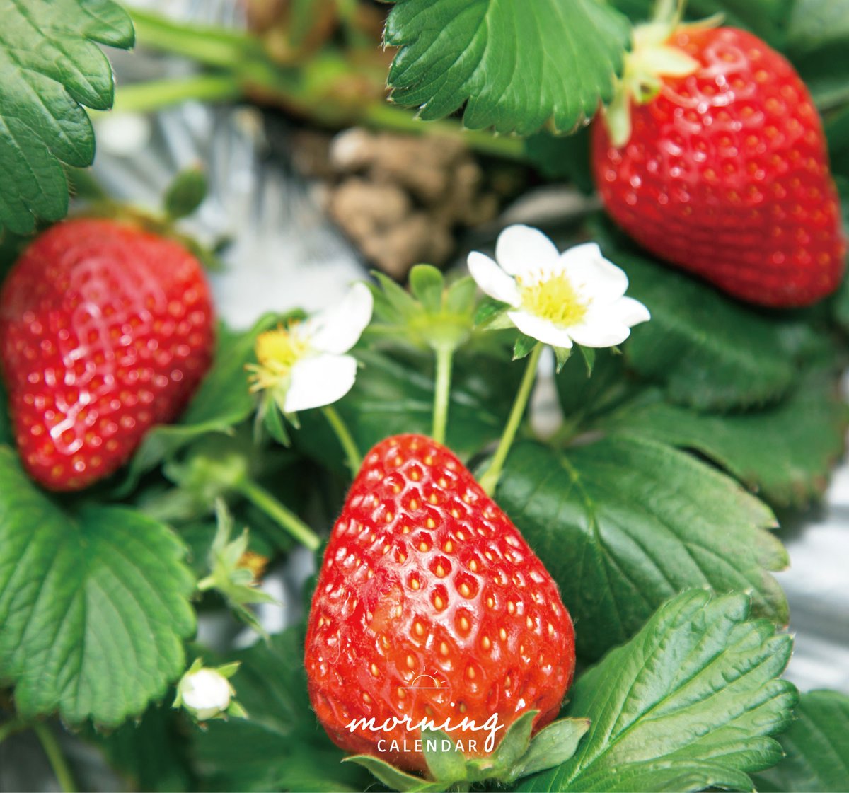 花苺（はないちご）｜朝の日めくり

"苺の草は、晩春から夏にかけて、白や黄色の小さな花を付けます。"

▼暦生活｜日本の季節を楽しむ暮らし｜365日、毎日暦のお話をお届けします♪
543life.com