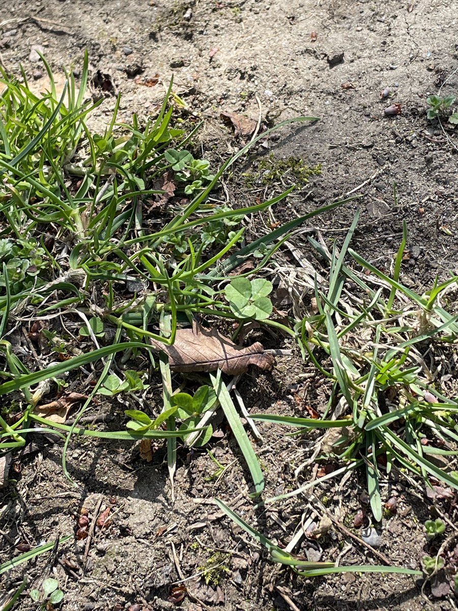 おはようございます

雨が降ったり止んだりの朝

昨日チラッとご近所お散歩
桜が咲き始め
紫ツツジは見頃
足元には四つ葉のクローバー🍀

何でも無い日も
たった一度

今日も小さなhappyの種蒔きを🌱

#マエソラ #散歩