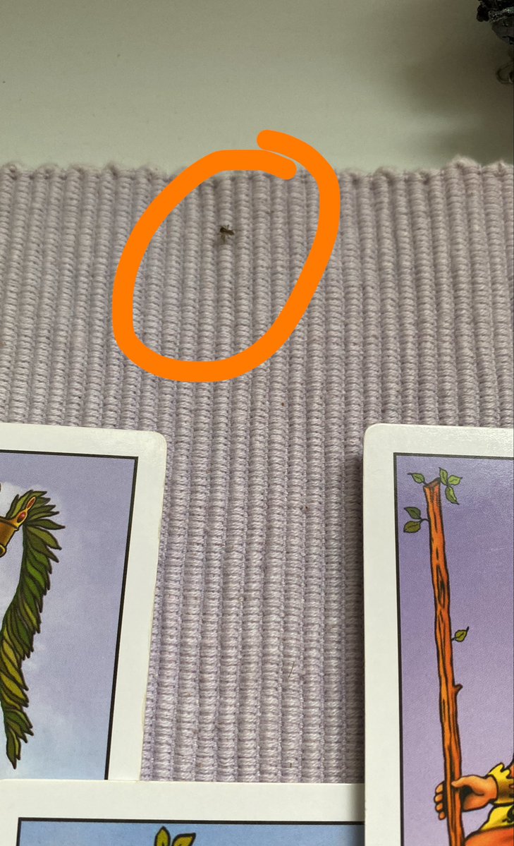 𝙲𝙾𝚁𝚄𝙹𝙰 𝙿𝚁𝙰𝚃𝙴𝙰𝙳𝙰 𝚃𝙰𝚁𝙾𝚃 🦉🔮 tweet media