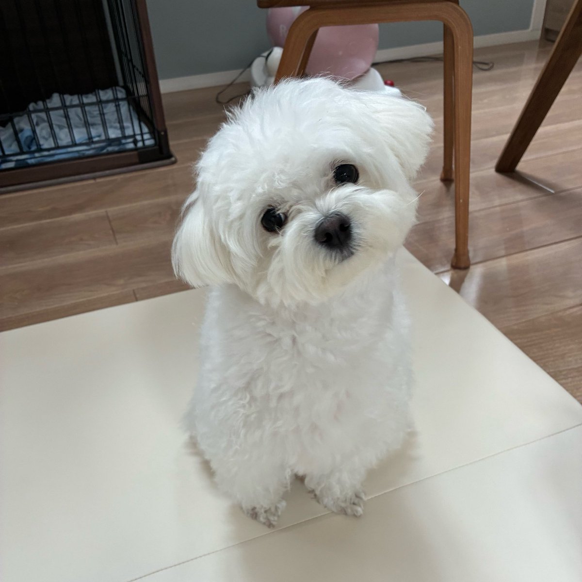 ほたて tweet media