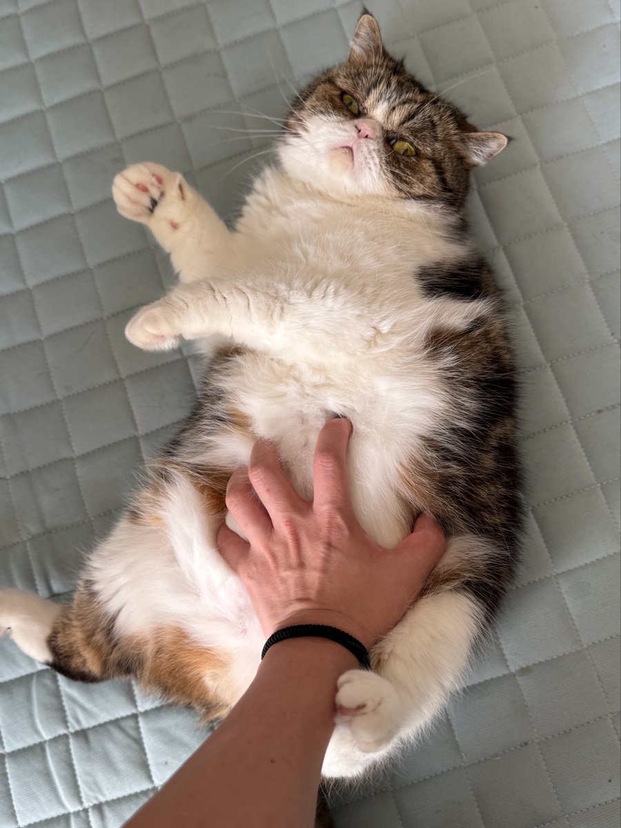 ブブとバロン tweet media