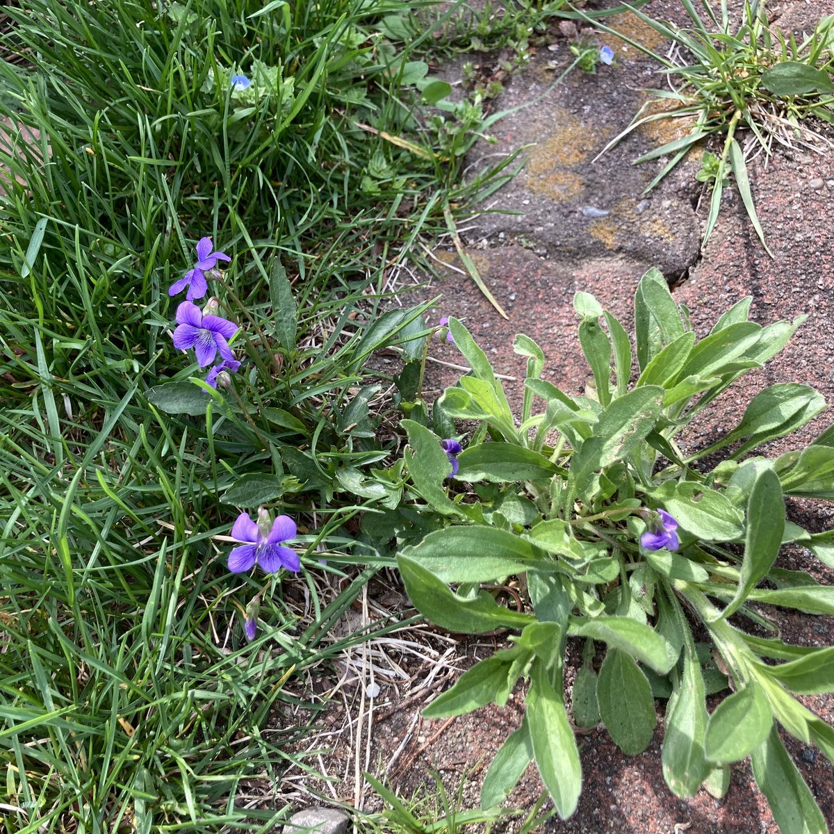 えび🐇@ほっこりうさぎ堂 tweet media