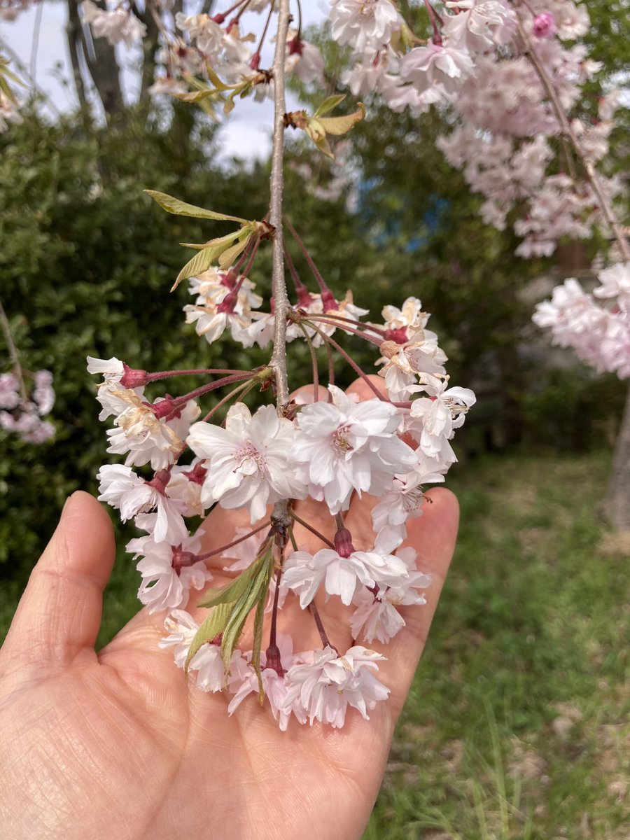 えび🐇@ほっこりうさぎ堂 tweet media