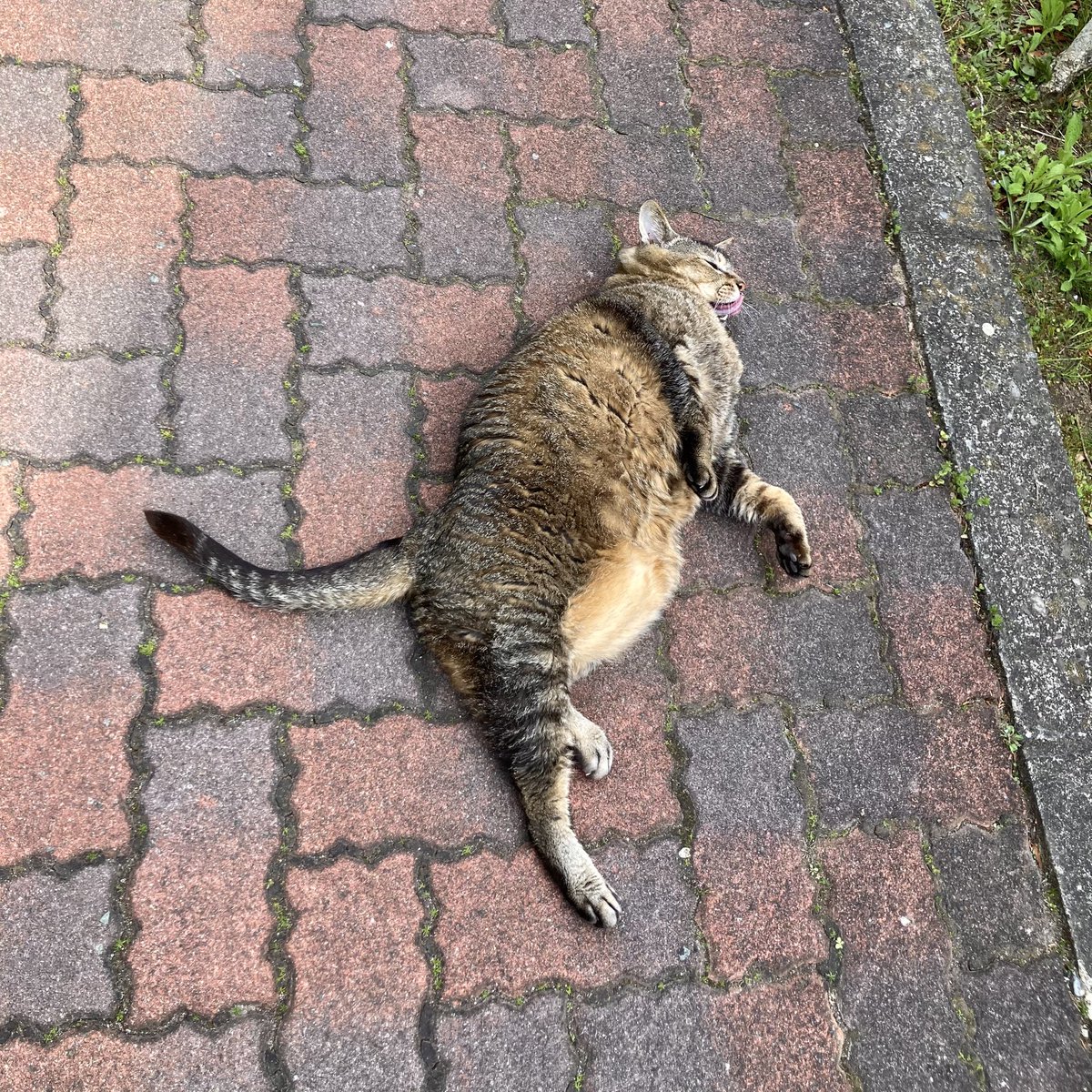 えび🐇@ほっこりうさぎ堂 tweet media