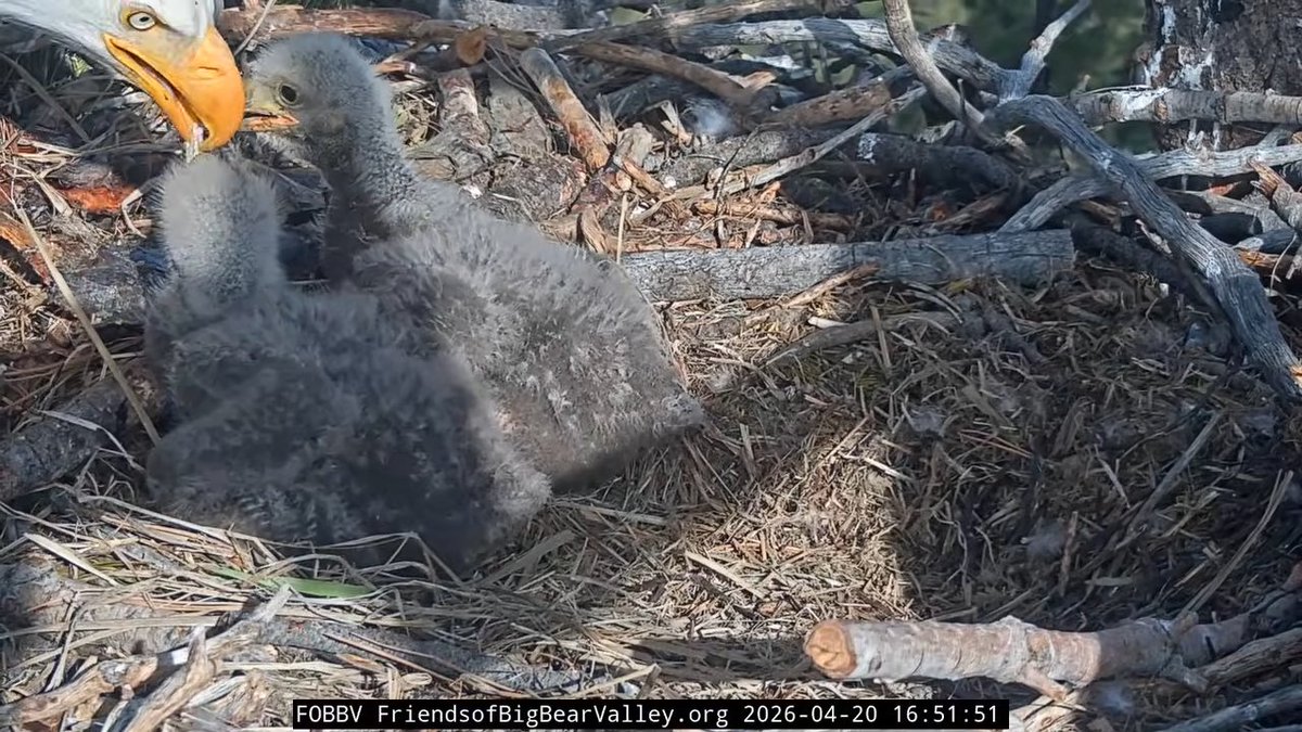 れとれと tweet media