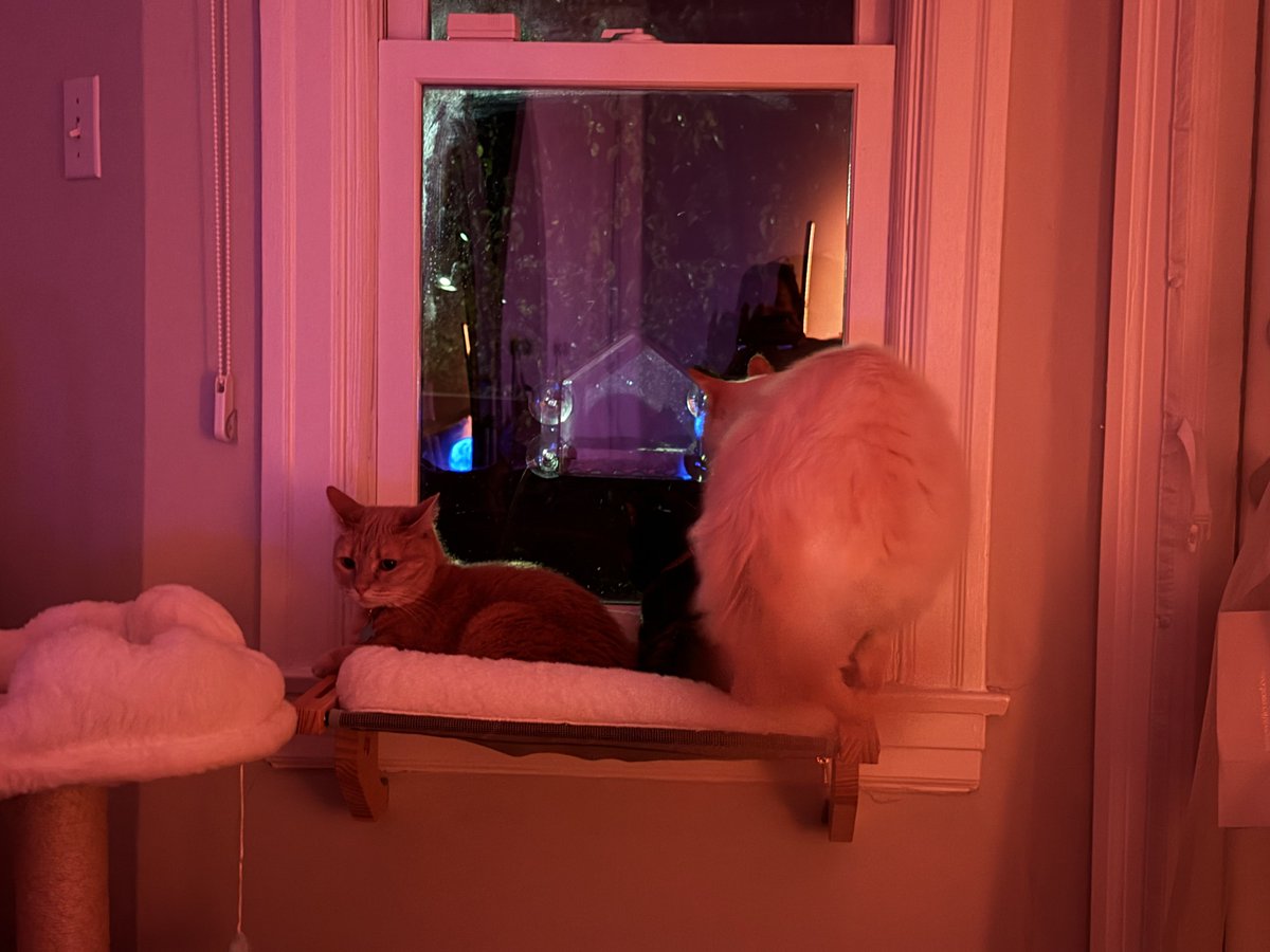 They'll never catch him.