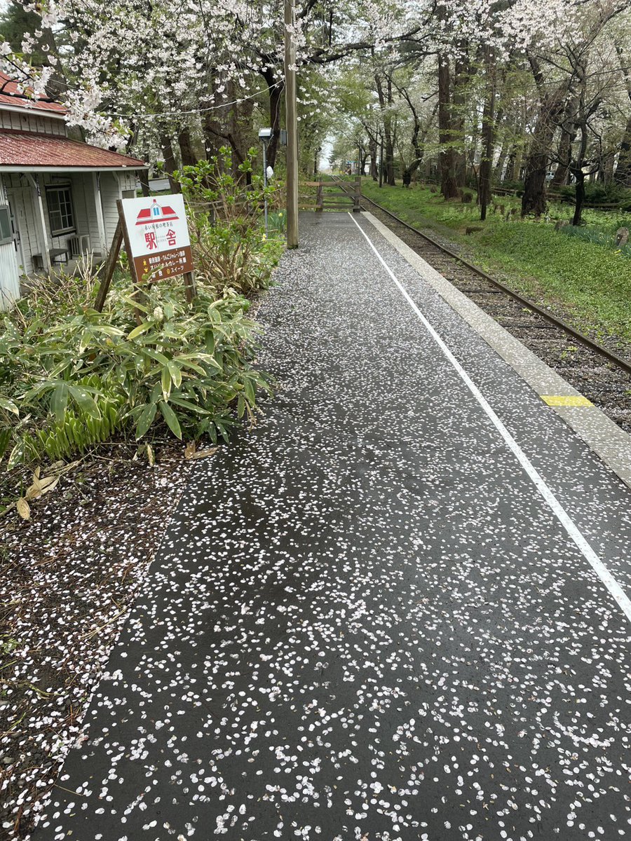 tsutetchi's tweet photo. おはようʕ๑•ɷ•๑ʔ❀
お元気ですか〜
津軽鉄道は元気に運行中です！
地震に気をつけて、安全第一で頑張りましょう🫡

さて！昨日深夜の雨風嵐風のせいで、早くから咲いていたホームの桜は散り始めております…
桜のトンネルはまだまだしっかり咲いております。
雨は止んでおりますが、風が強いので暖かくしてお越しくださいね( •ω•ฅ)

2026/04/21　9時頃の芦野公園の写真です。