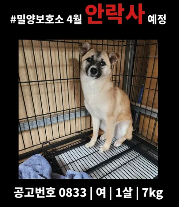 오늘의 강아지 추천 tweet media