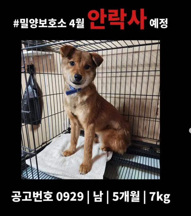 오늘의 강아지 추천 tweet media