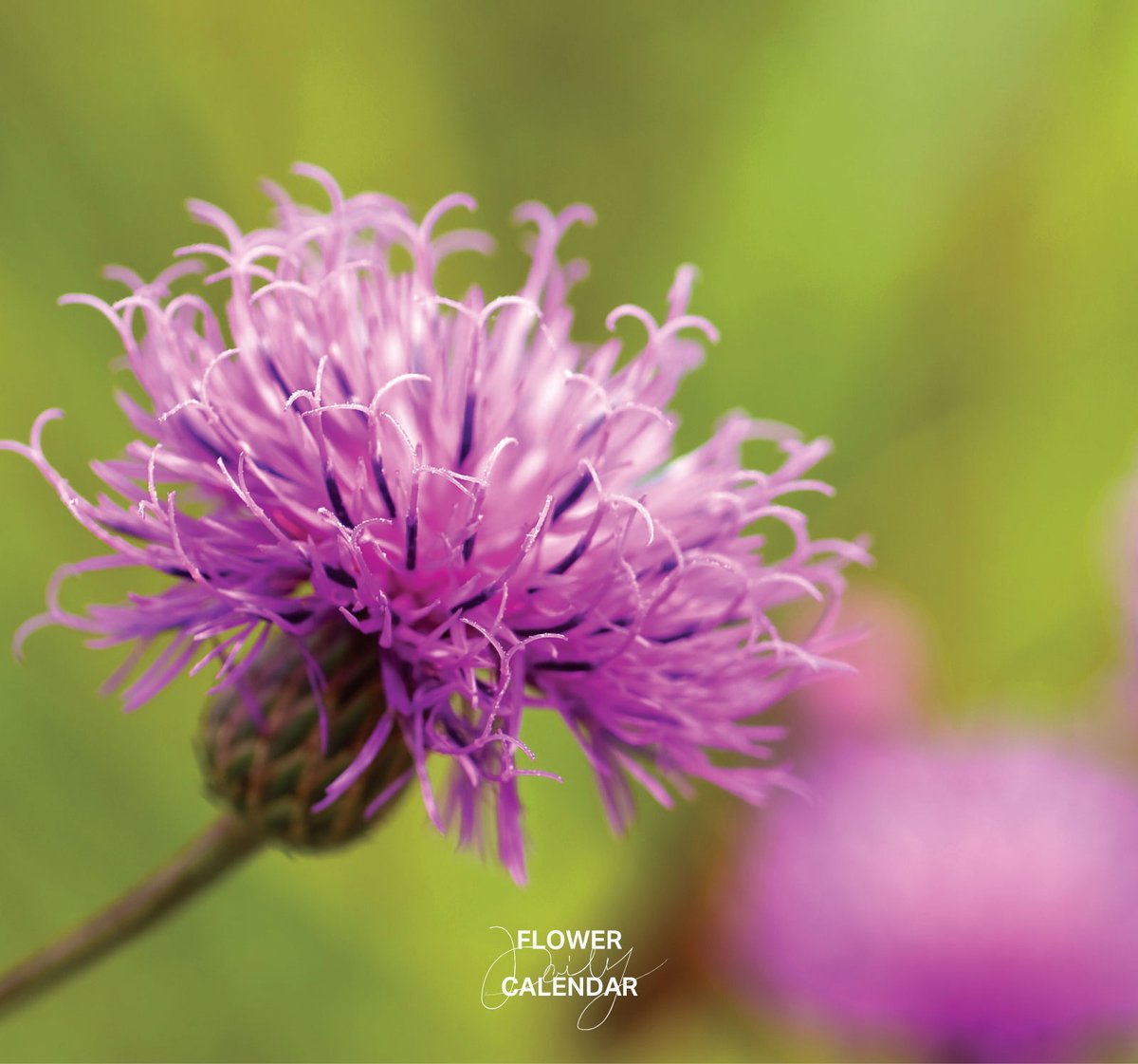 暦生活 tweet media