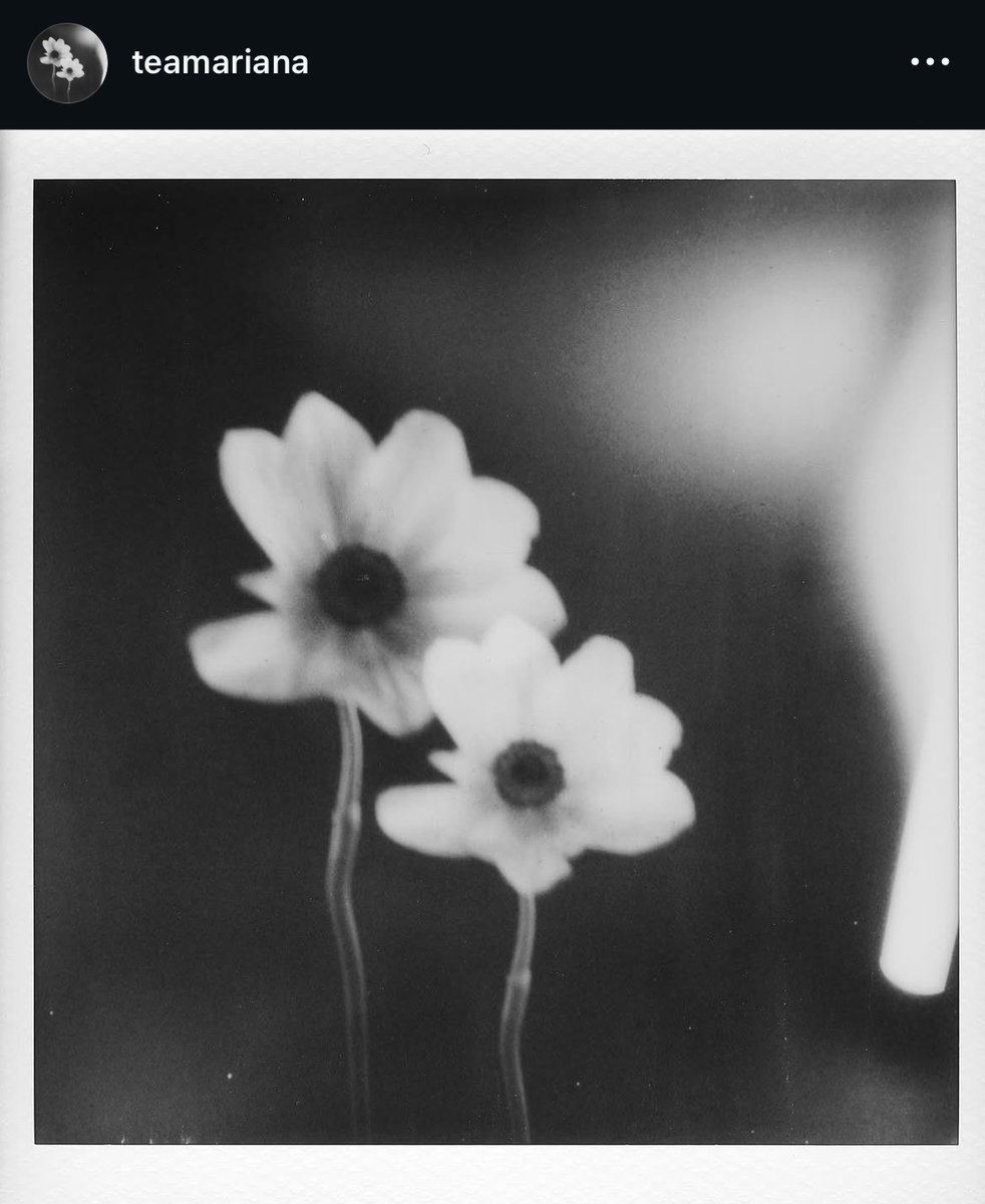 Info Ariana tweet media