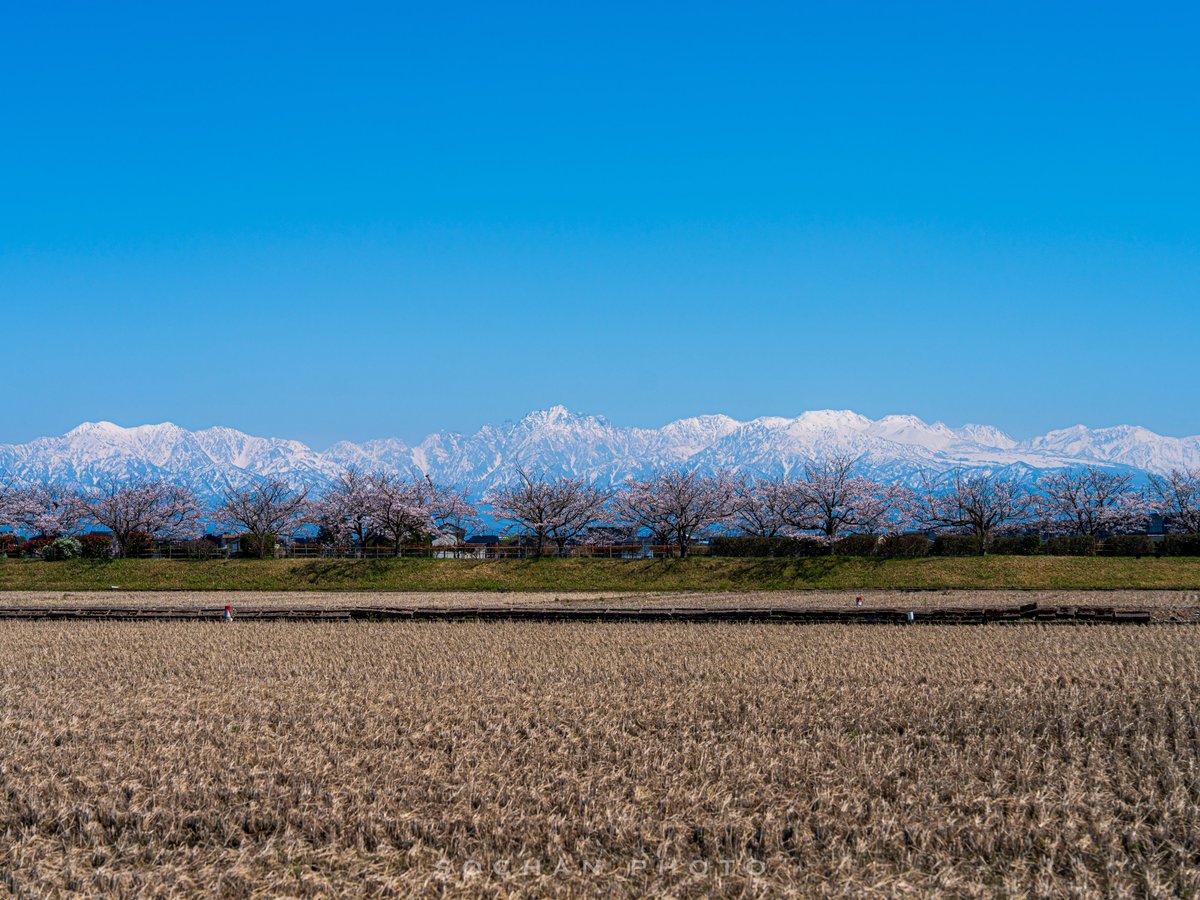 x_sochan's tweet image. 立山連峰と桜①

ᴅᴀᴛᴇ : 2026.4.8
ʟᴏᴄᴀᴛɪᴏɴ : 富山県射水市

ᴄᴀᴍᴇʀᴀ : SONY α7IV
ʟᴇɴs : FE 24-70mm F2.8 GM II

#SonyAlpha 
#これソニーで撮りました