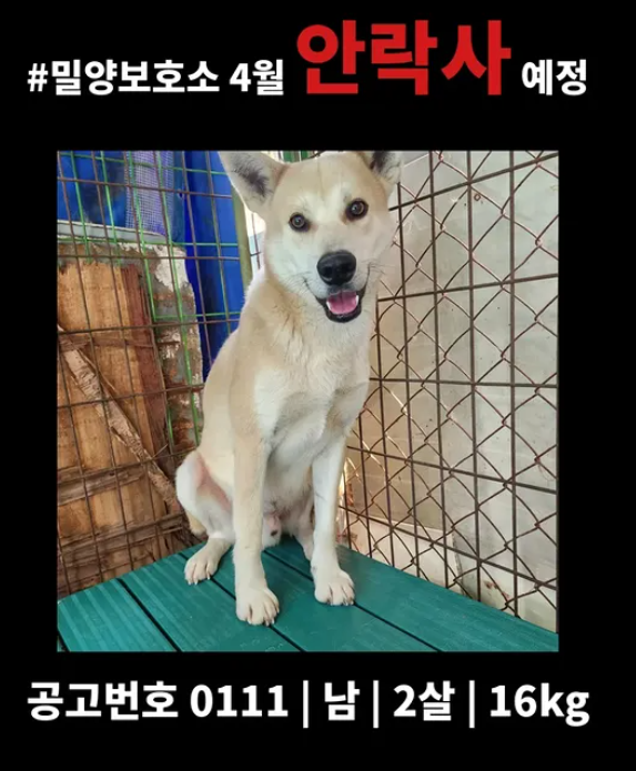 오늘의 강아지 추천 tweet media