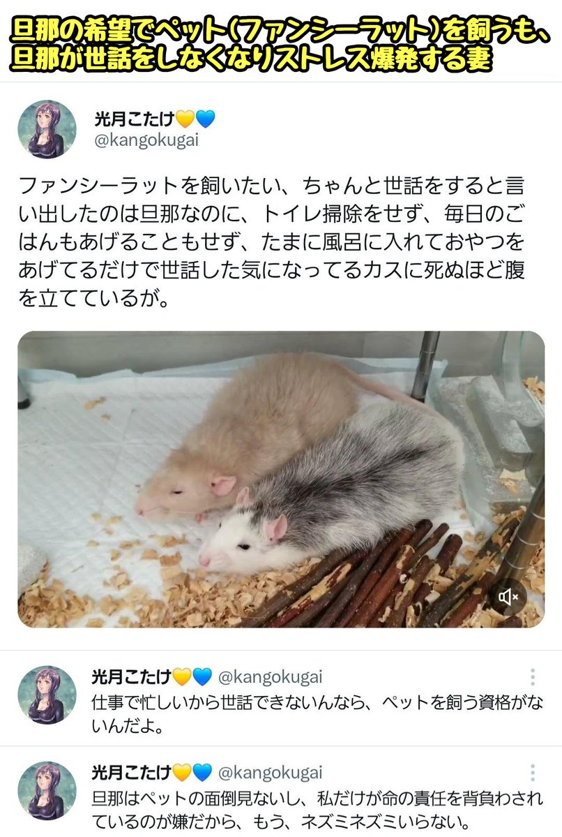 滝沢ガレソ tweet media