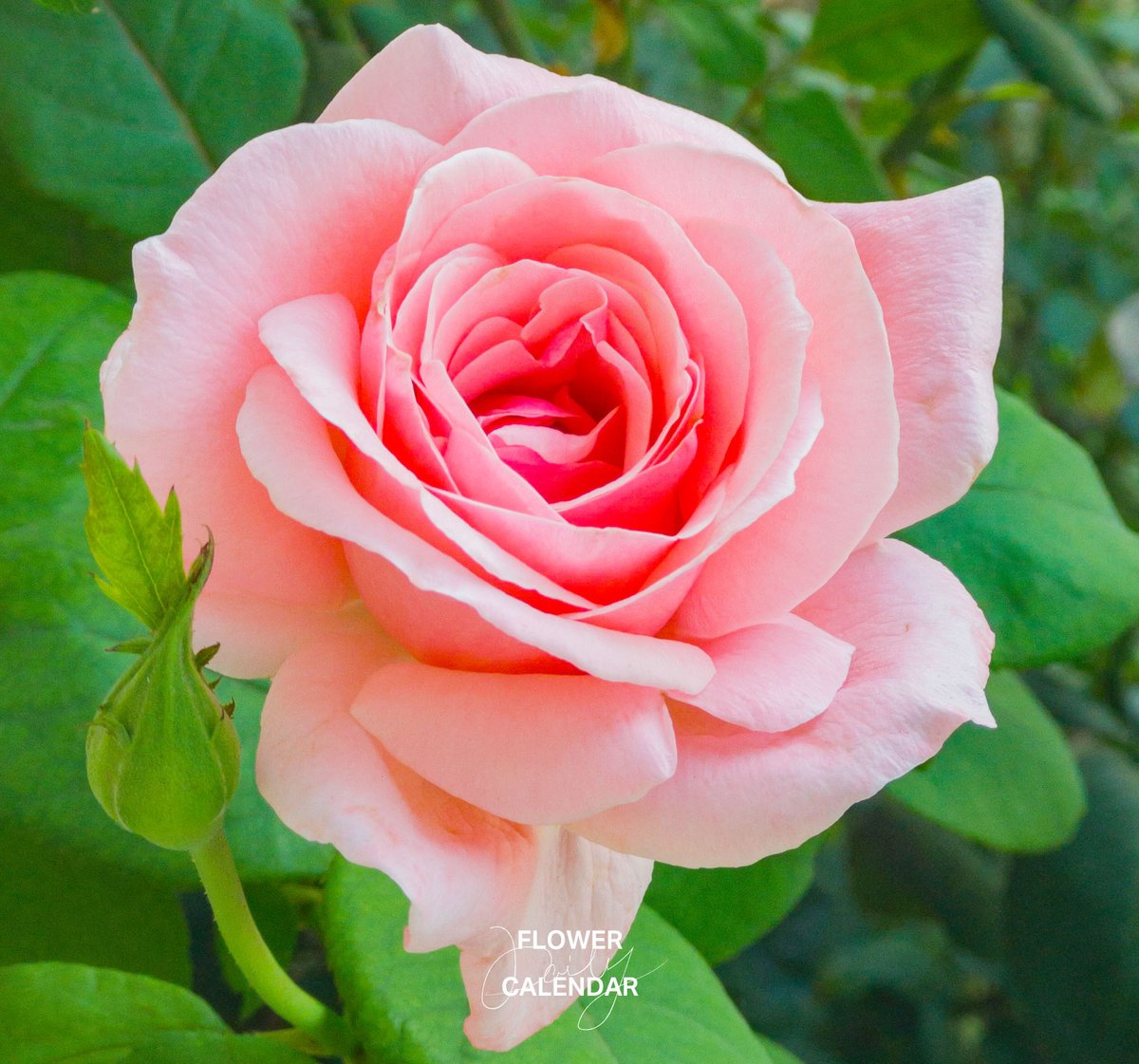 暦生活 tweet media