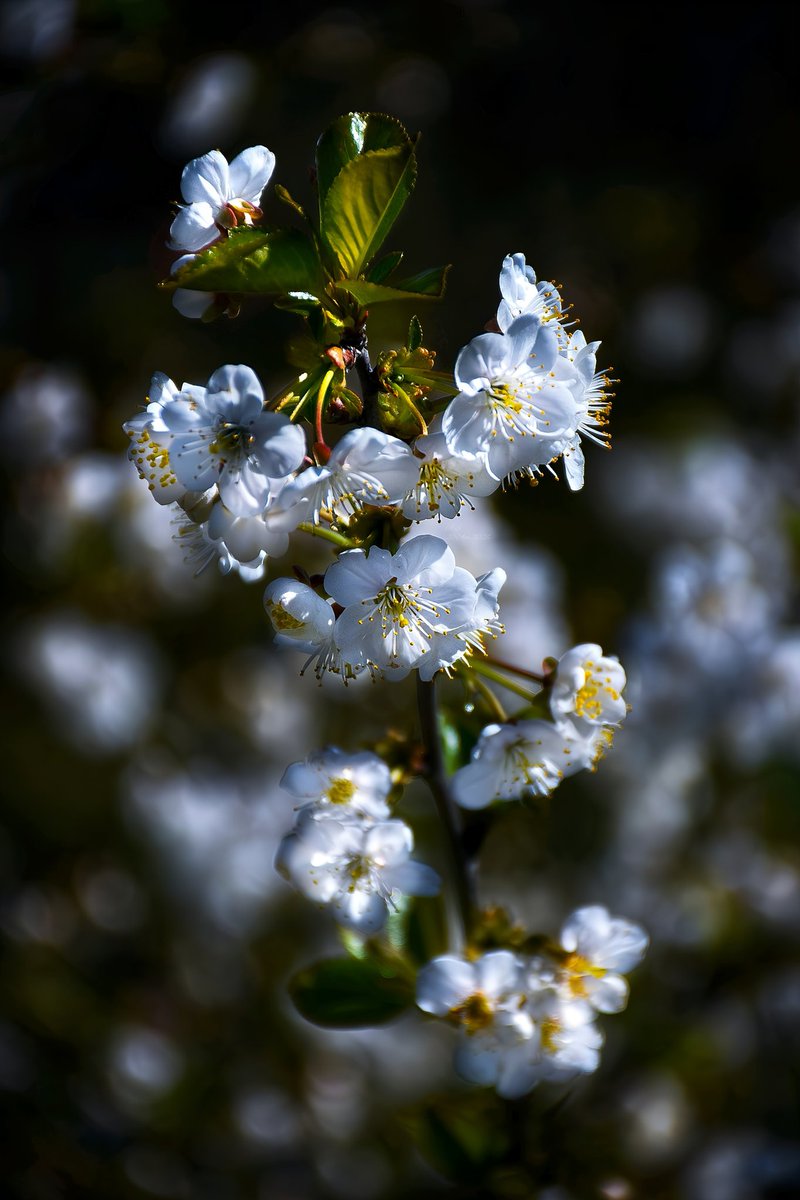 A_Sapphireh's tweet image. #Purity #tenderness #strength  #nature 
📸Aura S.