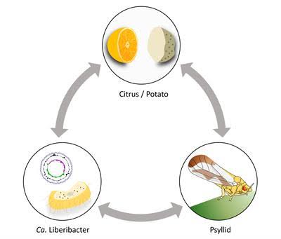 aakashgupta's tweet image. 95% of Florida's orange crop is dead. 100% of the surviving trees carry an incurable bacterial infection. The disease is called Huanglongbing, and what makes it terrifying is that the bacteria don't actually kill the tree.

The tree kills itself.

The pathogen, Candidatus