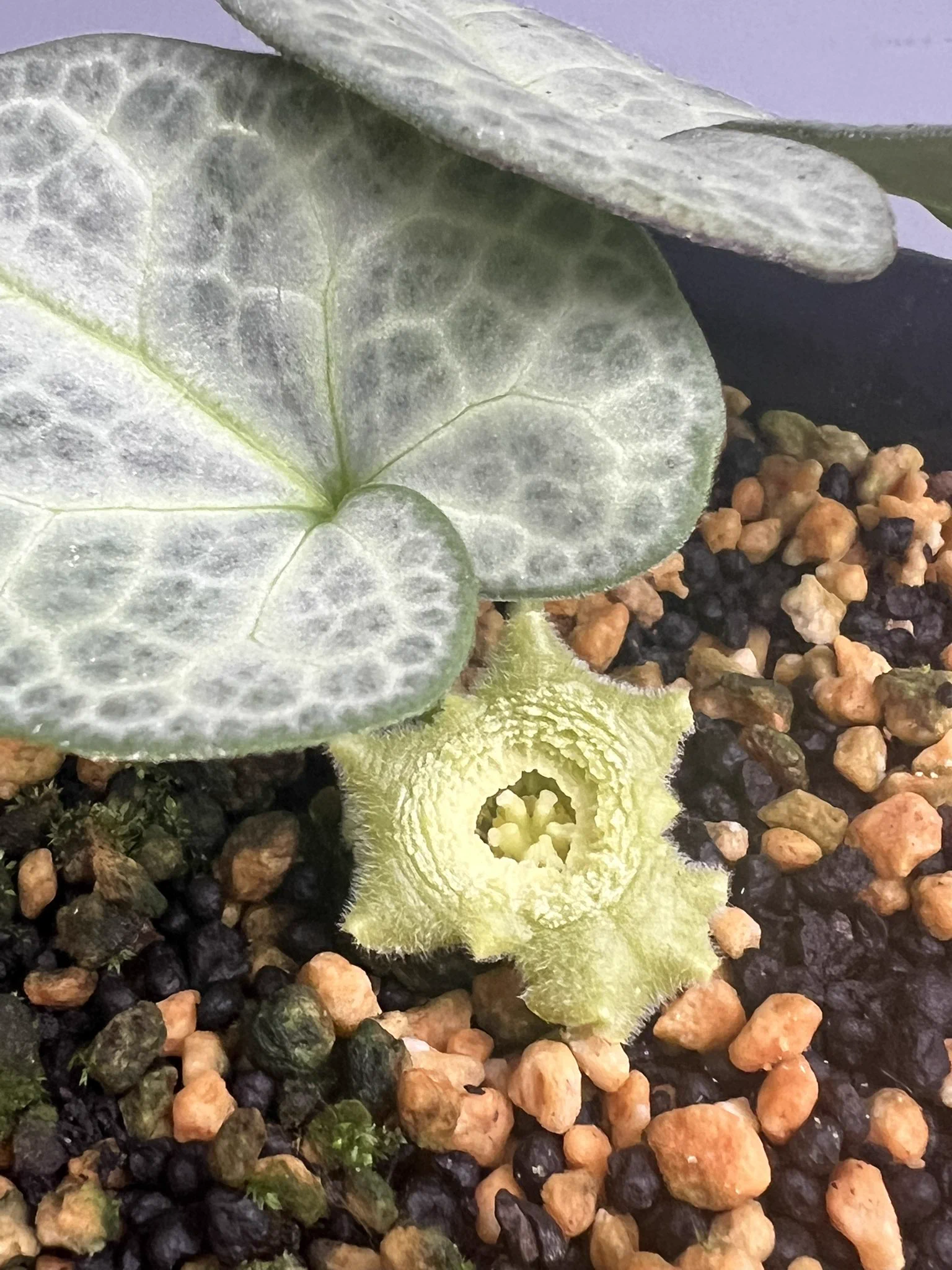 南九州植物園 on X: 