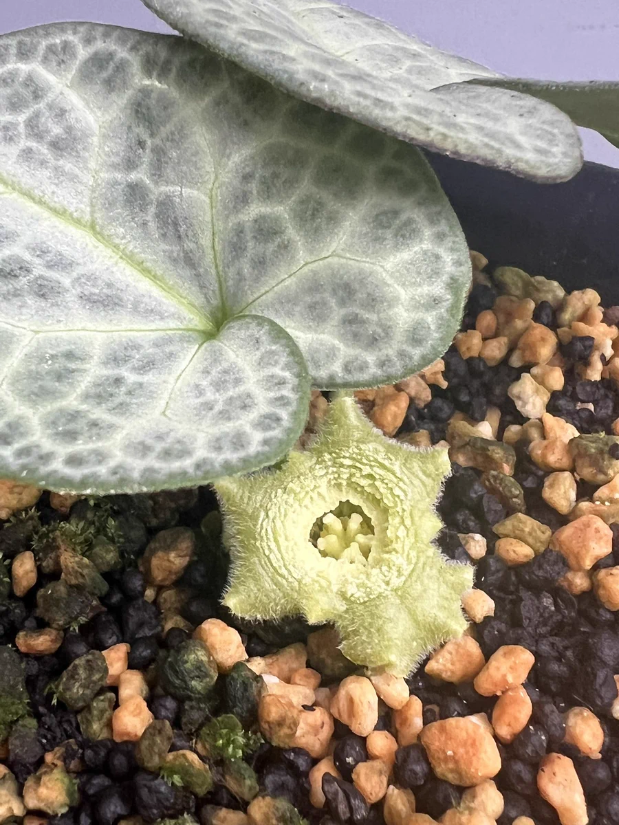 南九州植物園 on X: 
