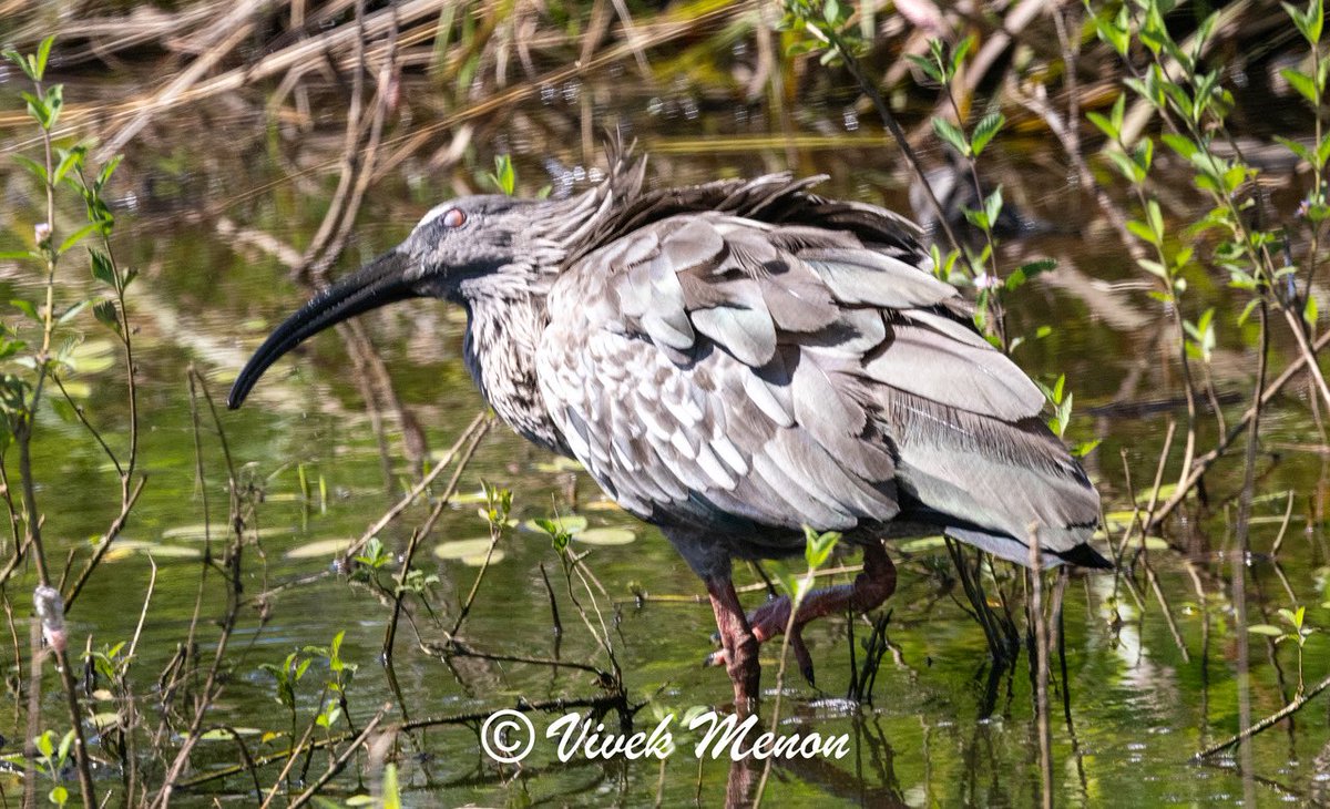 vivek4wild's tweet image. Imagine seeing three Ibis species in a day. The Pantanal is especially full of this family. The Bare-faced, Plumbeous and Buff-necked Ibis joined a party of Roseate Spoonbills   Here the first three show themselves off at close quarters. #brazil #birding
